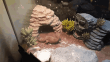 Excited Tail Wiggle Leopard Gecko GIF - Excited Tail Wiggle Leopard Gecko Edward Waggles GIFs