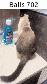 a cat is looking at a bottle of mouthwash on a counter .