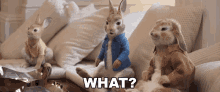 What Peter Rabbit GIF - What Peter Rabbit Benjamin Bunny GIFs