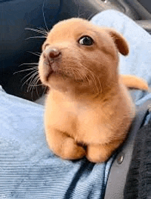 a small brown puppy is sitting on a person 's lap and looking up at the camera .