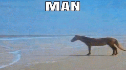 Man Horse GIF – Man Horse Meme – discover and share GIFs