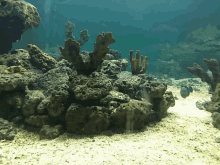 a coral reef with sponges and rocks in a tank