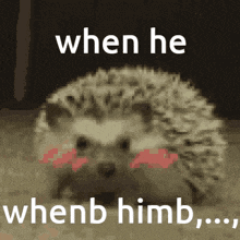 When Hedgehog GIF - When He Hedgehog GIFs
