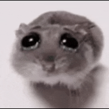 a black and white drawing of a hamster with big eyes .