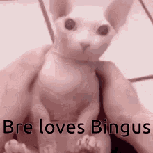 Bre Bre Loves Bingus GIF - Bre Bre Loves Bingus Bingus GIFs