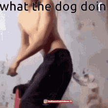 What The Dog Doin What The Dog Doing GIF - What The Dog Doin What The Dog Doing What The Dog Doin Meme GIFs