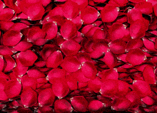 Happy Valentine'S Day Red Roses GIF - Happy Valentine'S Day Red Roses Gif GIFs