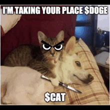 Cat Doge GIF - Cat Doge Doge Coin GIFs