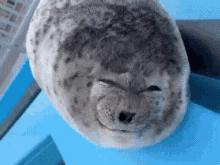 Silly Seal GIF - Silly Seal GIFs