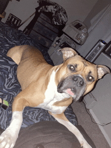 a brown and white dog is laying on a bed with a zebra print blanket