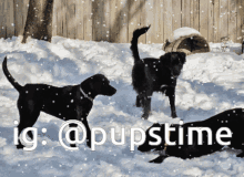 three black dogs are playing in the snow with ig @pupstime written below them