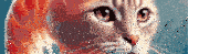a close up of a cat 's face with orange eyes