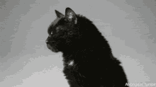Martes 13 GIF - Black Cat GIFs