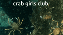 Crab Crabs GIF - Crab Crabs Crab Girls GIFs