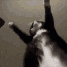 Cat Grind GIF - Cat Grind Grinding GIFs