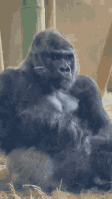 Ape Gorilla GIF - Ape Gorilla Monke GIFs