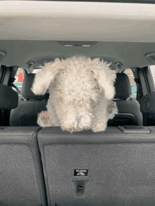 Dog Car GIF - Dog Car GIFs