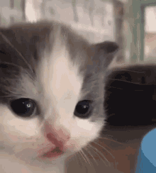 Cute Kitty Baby Cat GIF - Cute Kitty Baby Cat Cat Stare GIFs