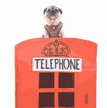 jukin video telephone payphone dog