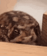 Potatofairy Sleepy Frog GIF - Potatofairy Sleepy Frog Yawn Frog GIFs