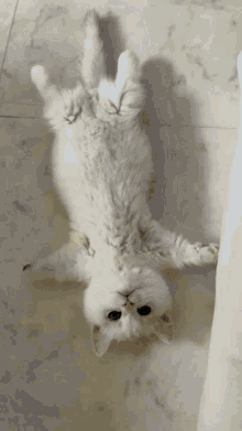 Cat Lying Down GIF - Cat Lying Down GIFs