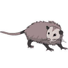virginia opossum