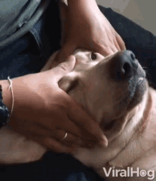 massage cranial dog trying to relax stressed