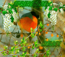 Spring Time Bird GIF - Spring Time Bird Hello GIFs