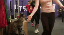 High Five Gym GIF - High Five Gym Cat GIFs