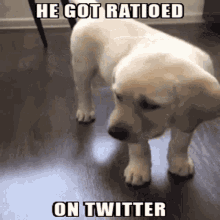 Animals With Captions He Got Ratioed GIF - Animals With Captions He Got Ratioed Ratioed Dog GIFs