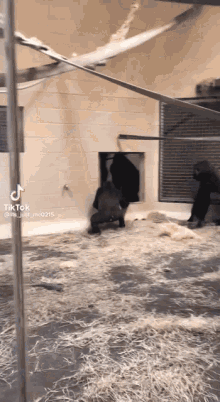 Gorilla Slide GIF - Gorilla Slide GIFs