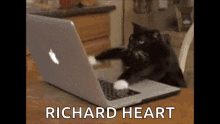 cat typing gif