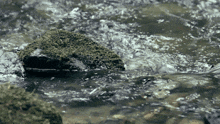 Stone Water GIF - Stone Water River GIFs