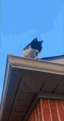 Cat Cat Fall GIF