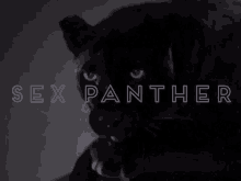 Sex Panther Licks GIF - Sex Panther Licks GIFs