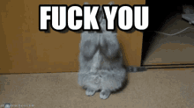 a cat sitting on its hind legs with the words " fuck you " written above it
