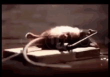 Muscle Rat GIF - Muscle Rat Workout GIFs