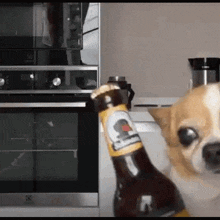 Dog Beer GIF