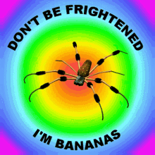 Banana Spider Dont Be Frightened GIF - Banana Spider Dont Be Frightened Dont Be Scared GIFs