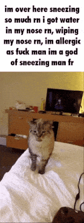 Cat Cat Sneezing GIF - Cat Cat Sneezing Cat Sneeze GIFs