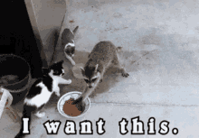 I Want This Cats GIF - I Want This Cats Cute GIFs
