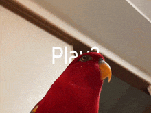 a red parrot is standing in front of a sign that says " play "