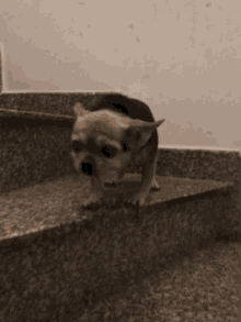Luxi Dog GIF - Luxi Dog Puppy GIFs