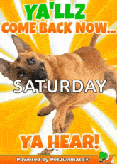 a picture of a dog with the words ya 'llz come back now saturday ya hear
