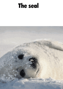 a seal is laying in the snow with the words the seal above it