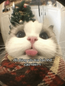 a cat with a christmas tree in the background is wearing a plaid scarf