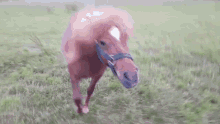 Ronnypony Chasing GIF - Ronnypony Chasing Pony GIFs