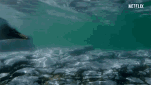 penguin swimming underwater on my way fast