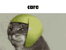 Care Carecat GIF