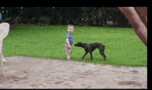 a little boy is standing next to a dog on a leash in a yard .